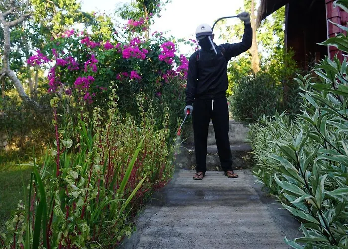 Bougainvillea Batumadeg